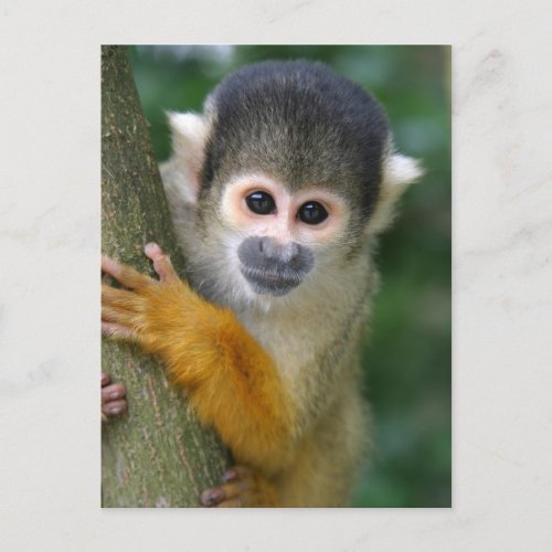 Curious squirrel monkey postcard