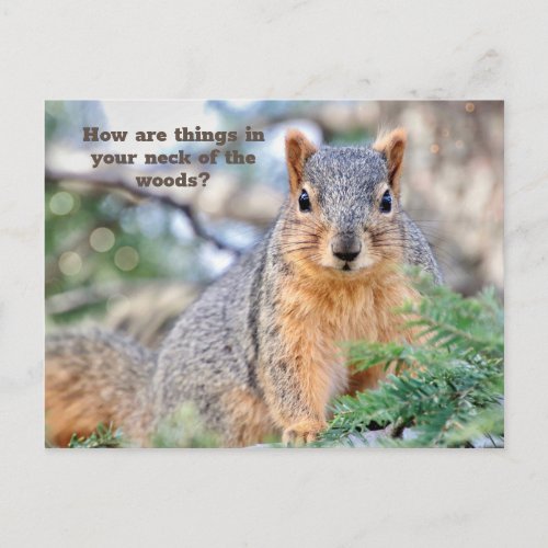 Curious Squirrel Postcard 