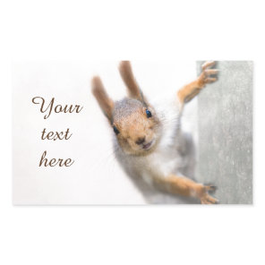 Curious squirrel rectangular sticker