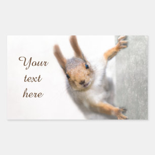 Curious squirrel rectangular sticker