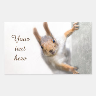 Curious squirrel rectangular sticker
