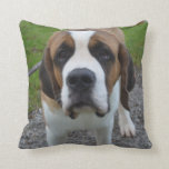 Curious St Bernard Throw Pillow