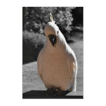 Curious Sulphur-Crested Cockatoo