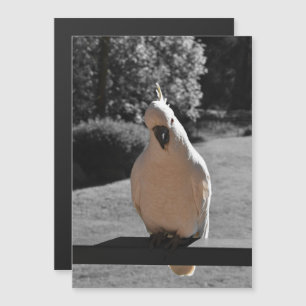 Curious Sulphur-Crested Cockatoo Magnetic Card