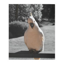Curious Sulphur-Crested Cockatoo Metal Print