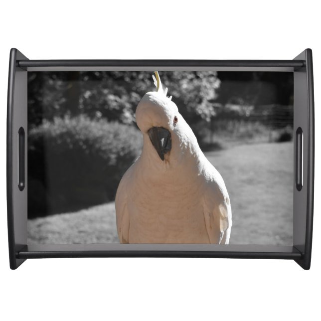 Curious Sulphur-Crested Cockatoo Serving Tray (Front)