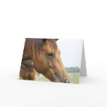 Curious Thoroughbred Greeting Card
