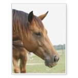 Curious Thoroughbred Temporary Tattoos