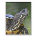 Curious Turtle Temporary Tattoos