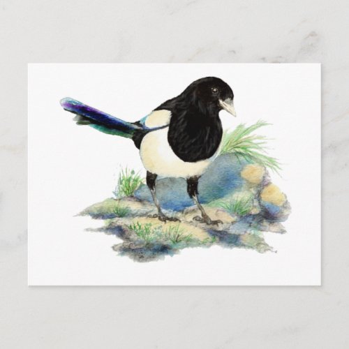 Curious Watercolor Magpie Bird Art Postcard