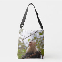 Curious White‑Faced Capuchin