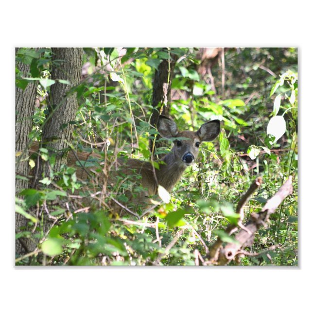 Curious Whitetail Deer Photo Print (Front)