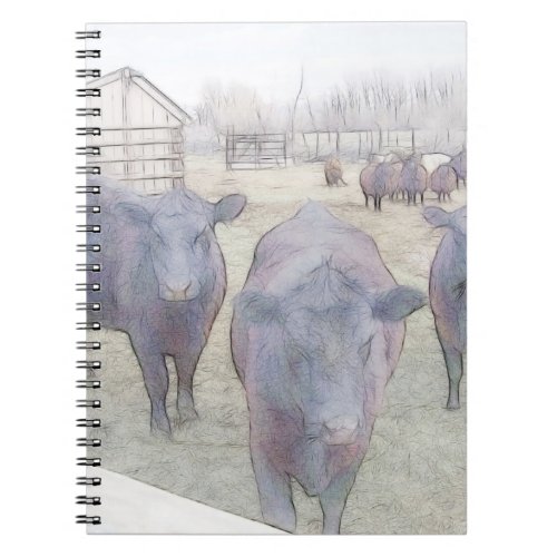 Curious Young Black Angus Notebook