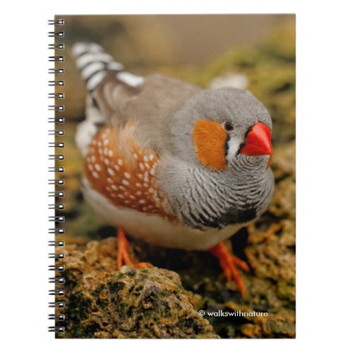 Curious Zebra Finch on the Rocks Notebook