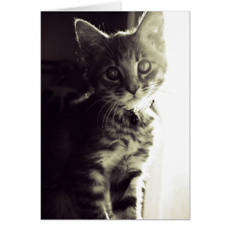 Curiouser, Curiouser in Black and White Cards