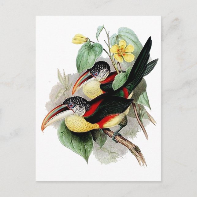 Curl-crested Aracari Postcard (Front)