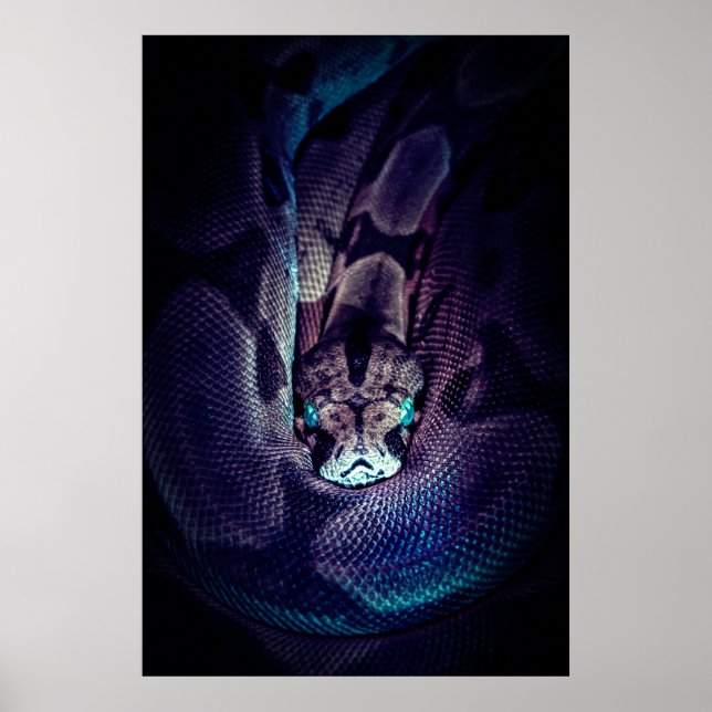 CURLED BOA CONSTRICTOR POSTER (Front)