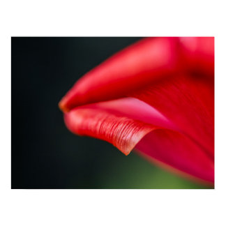 Curled Red Tulip Flower Petal Nature Photograph Poster