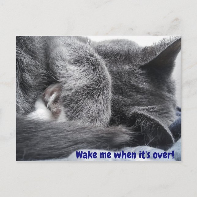 Curled Up Kitty Postcard (Front)