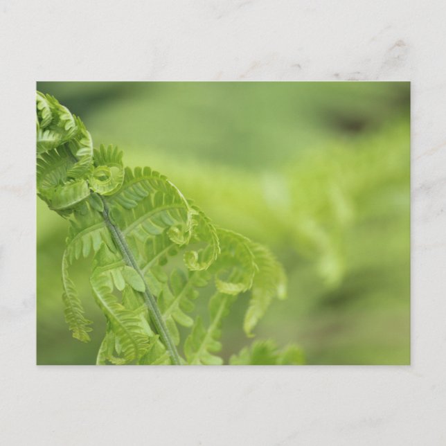 Curling Fern Leaves, Greenery, Blurred Background Postcard (Front)