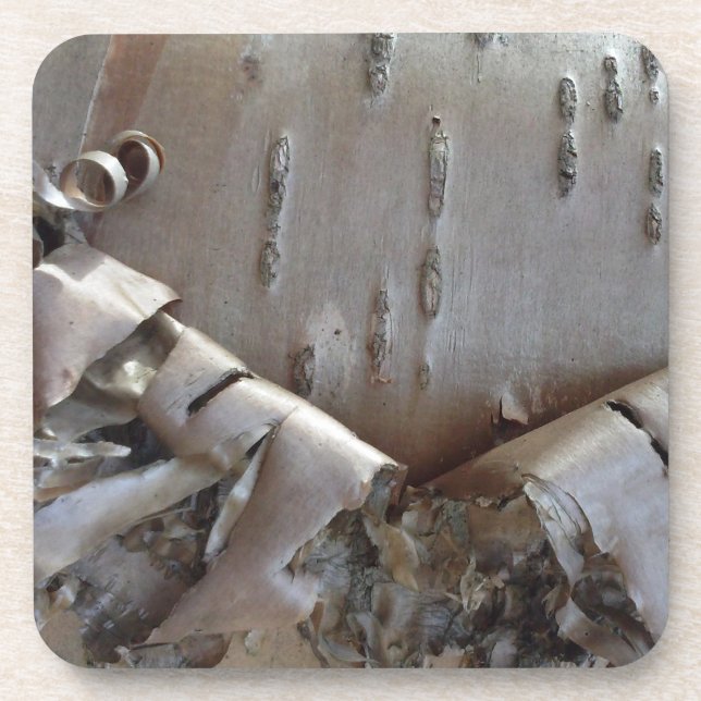 Curly Birch Bark Tree Rustic Beverage Coaster (Front)