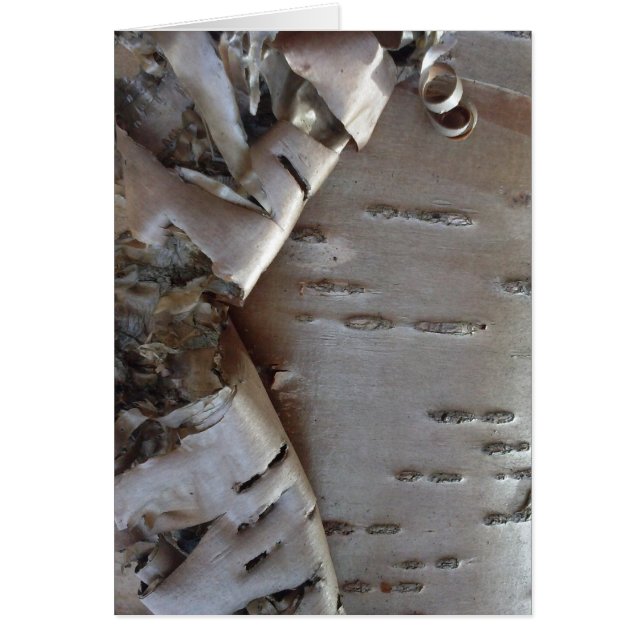 Curly Birch Bark Tree Rustic Cards (Front)