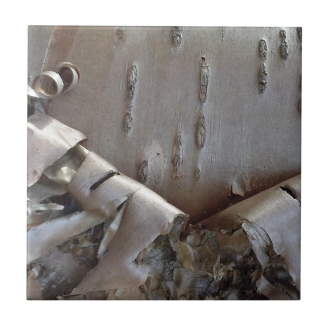 Curly Birch Bark Tree Rustic Ceramic Tile (Front)