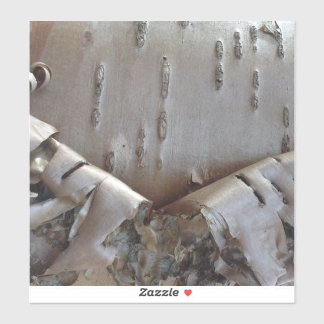 Curly Birch Bark Tree Rustic Sticker (Sheet)