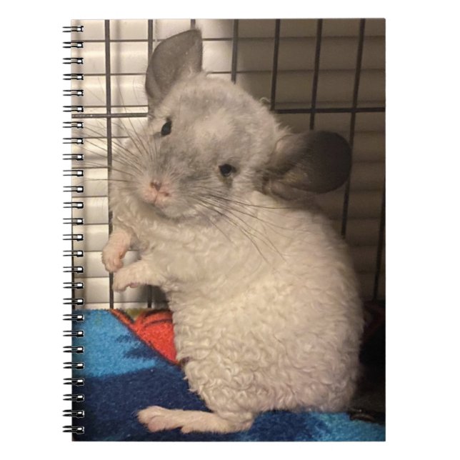 Curly Chinchilla spiral Notebook (Front)