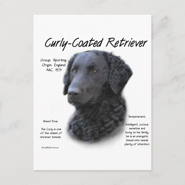 Curly-Coated Retriever History Design Postcard (Front)