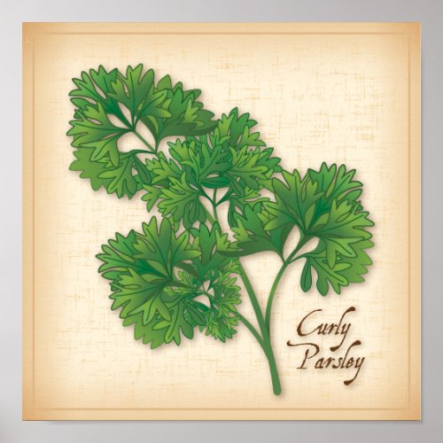 Curly Parsley Herb Poster
