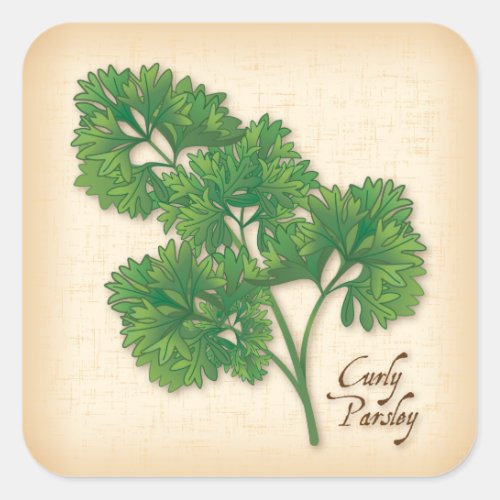 Curly Parsley Herb Square Sticker