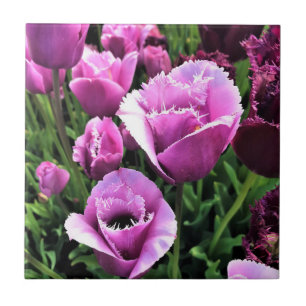Curly Sue Purple Tulips, Oregon Ceramic Tile
