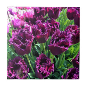 Curly Sue Purple Tulips, Oregon Ceramic Tile