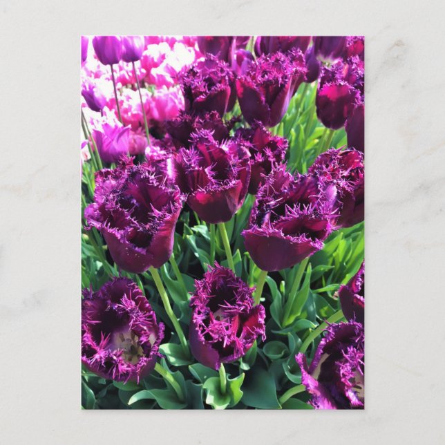 Curly Sue Purple Tulips, Oregon Postcard (Front)