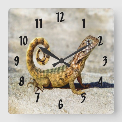 Curly Tailed Lizard Square Wall Clock