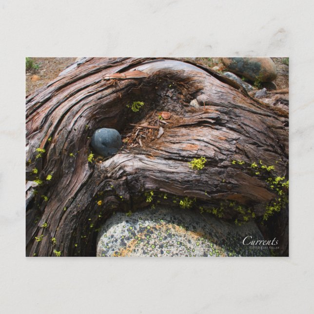 Currents Photo Postcard (Front)