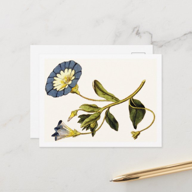 Curtis Botanical Illustrations Postcard (Front/Back In Situ)