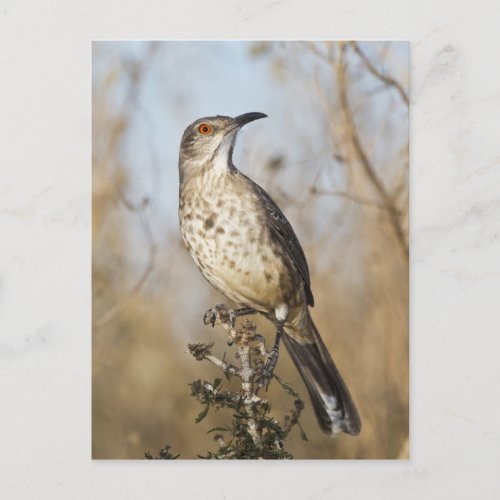 Curve_billed thrasher perched postcard