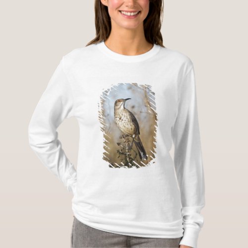 Curve_billed thrasher perched T_Shirt