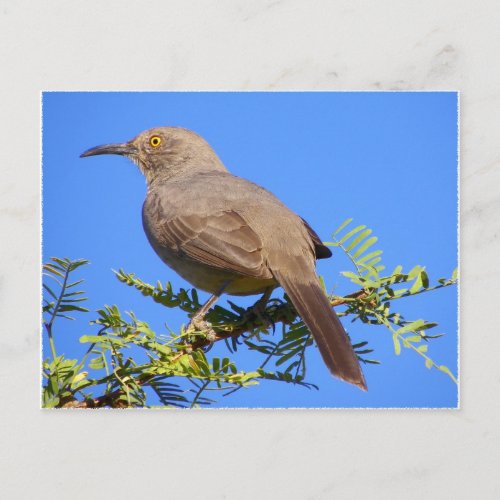 Curved_Bill Thrasher Postcard