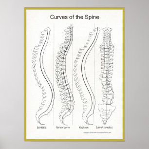 Curves of the Spine Poster Chiropractic