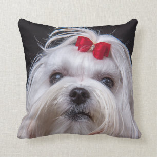 Cushion of maltese dog small white toy dog
