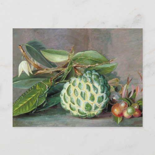 Custard Apple _ Marianne North Postcard