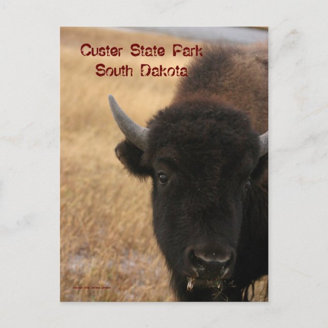 Custer State Park, South Dakota Postcard (Front)