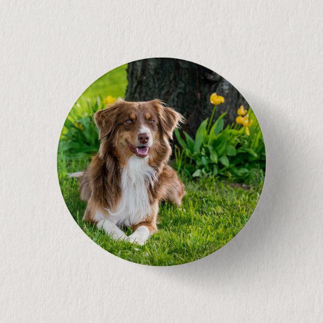 Custom Australian Shepherd Dog Pet Photo Button (Front)