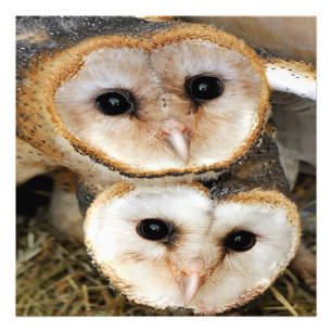 Custom baby barn owls photo print