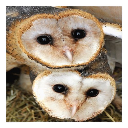 Custom baby barn owls photo print