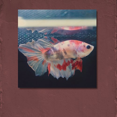Custom Betta Splendens Fish Photo Wood Wall Art