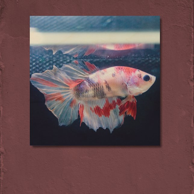 Custom Betta Splendens Fish Photo Wood Wall Art (Creator Uploaded)